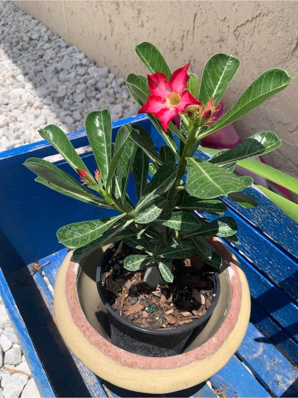Pink Desert Rose (Adenium) Potted Plant